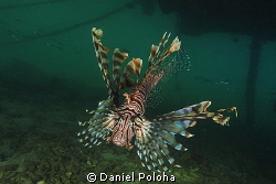 Lion fish 'chief' under resort's wharf by Daniel Poloha 